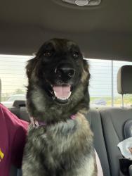 Reunited Female Dog last seen Tamarron, Fulshear, TX 77441