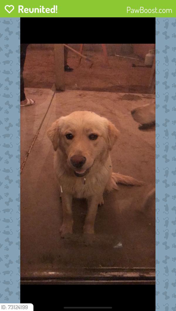 Reunited Female Dog last seen 71st Ave Olive, Peoria, AZ 85345
