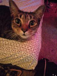 Lost Male Cat last seen St Johns Wood, Richmond, VA 23225