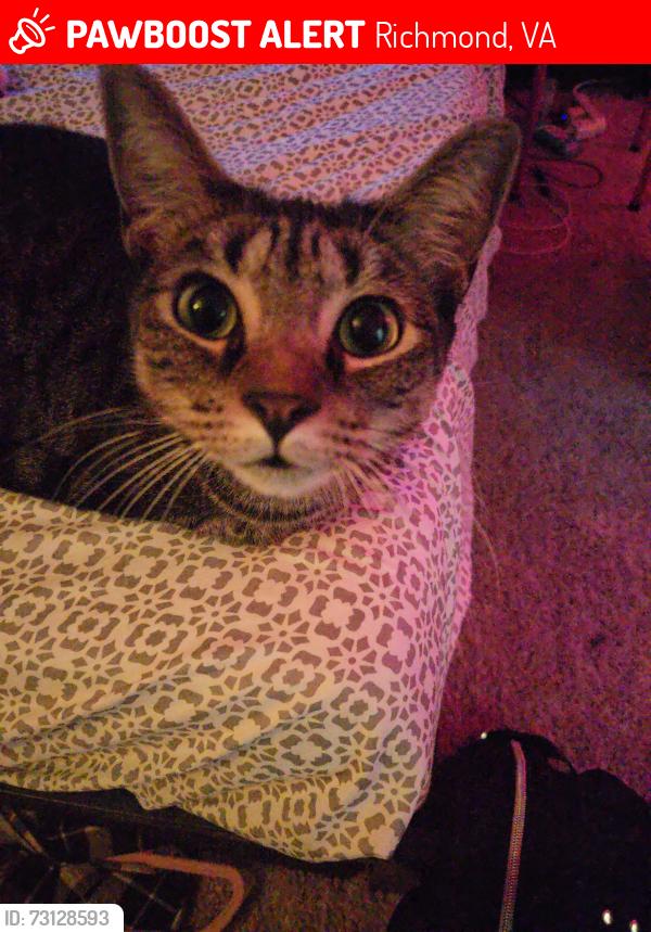 Lost Male Cat last seen St Johns Wood, Richmond, VA 23225