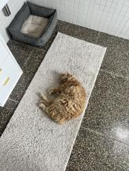Reunited Male Cat last seen 45th and G st, Tacoma, WA 98418