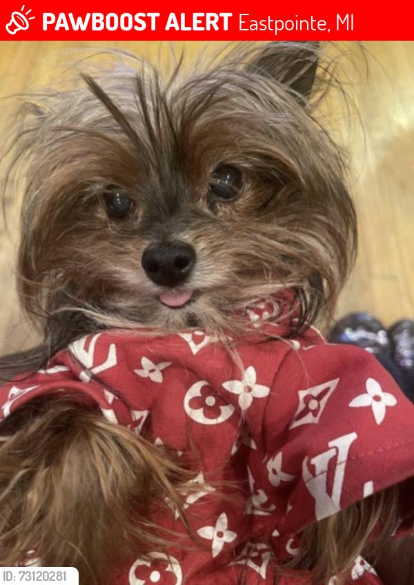 Lost Female Dog last seen 10 mile & Kelly area, Eastpointe, MI 48021