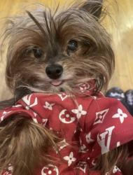 Lost Female Dog last seen 10 mile & Kelly area, Eastpointe, MI 48021