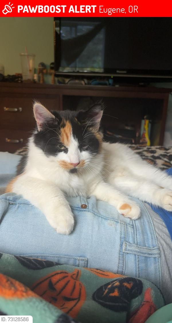 Lost Female Cat last seen Timberline drive, Eugene, OR 97405