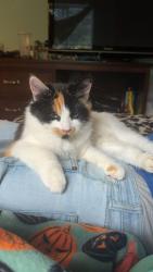 Lost Female Cat last seen Timberline drive, Eugene, OR 97405