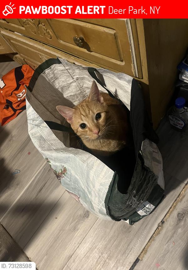 Lost Male Cat last seen Nicolls road, Deer Park, NY 11729