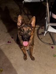 Found/Stray Female Dog last seen China Grade & Manor, Bakersfield, CA 93308