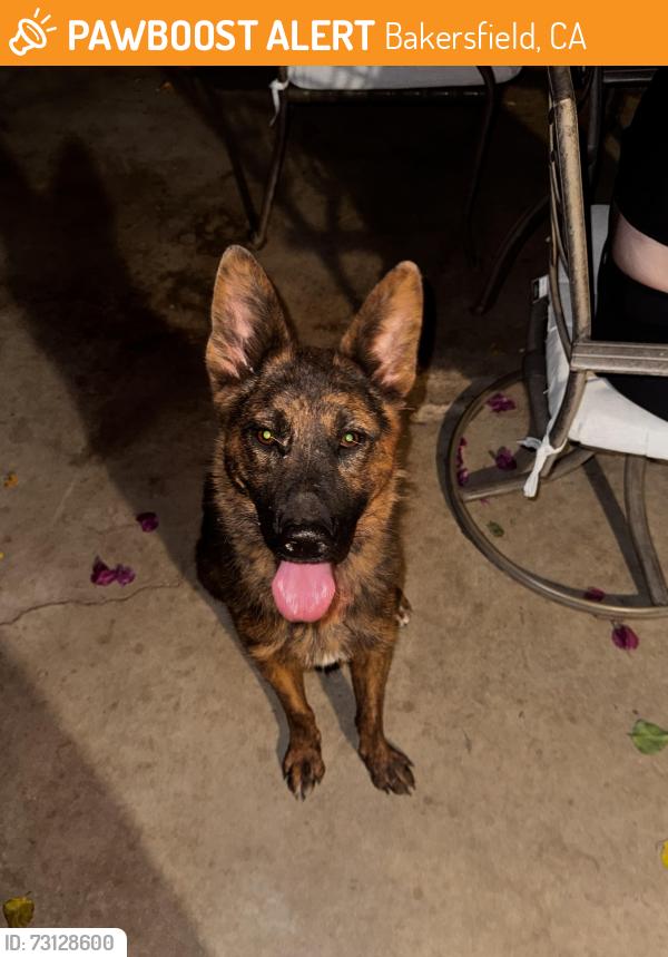 Found/Stray Female Dog last seen China Grade & Manor, Bakersfield, CA 93308