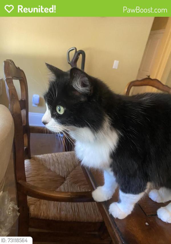 Reunited Female Cat last seen Suffolk Lane / Longpoint, Huntington Beach, CA 92649