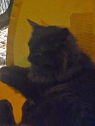Reunited Unknown Cat last seen Sheridan at 72nd in Willow Green Townhomes, Arvada, CO 80003