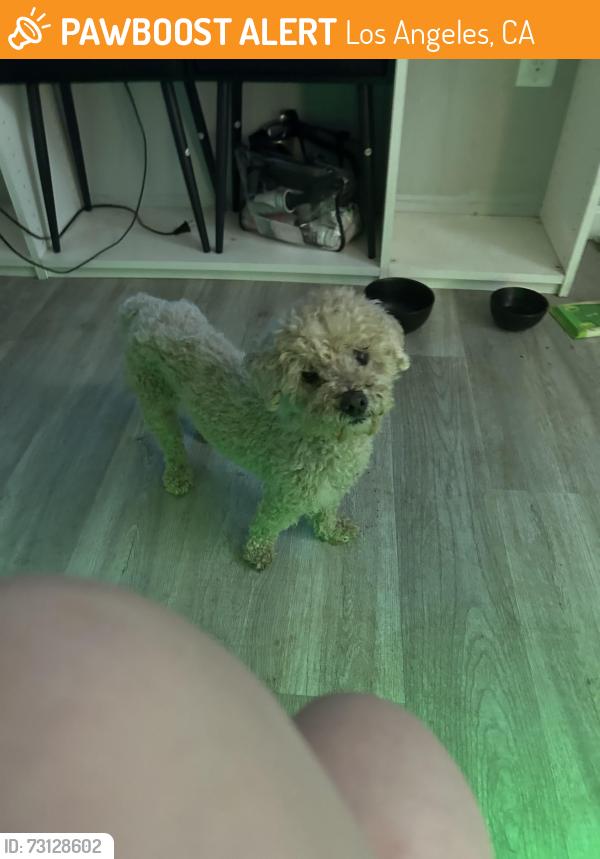 Found/Stray Male Dog last seen German st, Los Angeles, CA 91345