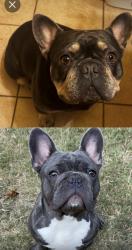Reunited Male Dog last seen Hampton and Gibbs Williams, Dallas, TX 75233