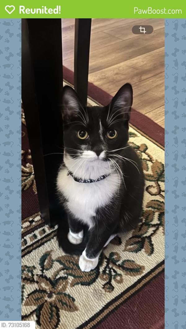Reunited Male Cat last seen Desert Inn, Las Vegas, NV 89121