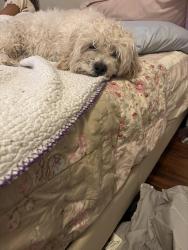 Reunited Male Dog last seen Temperance and Walters neighborhood, Fowler, CA 93625