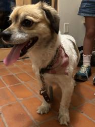 Reunited Female Dog last seen Stratford Ave & N Ave 57, Los Angeles, CA 90042