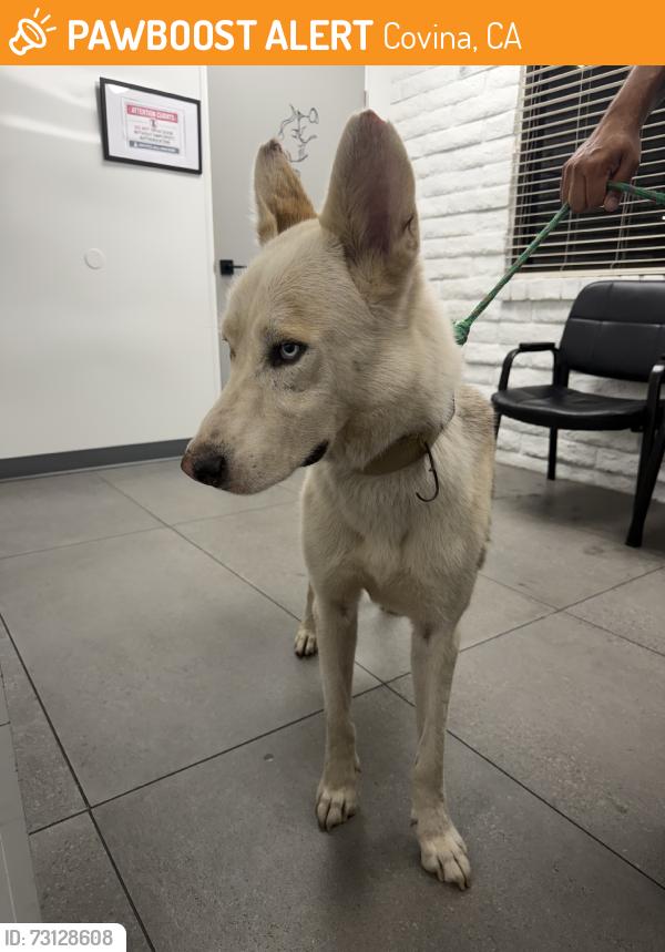 Found/Stray Male Dog last seen Italia and Barranca, Covina, CA 91723