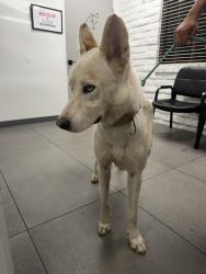 Found/Stray Male Dog last seen Italia and Barranca, Covina, CA 91723