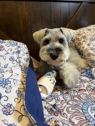 Reunited Male Dog last seen Dollar general, El Paso, TX 79936