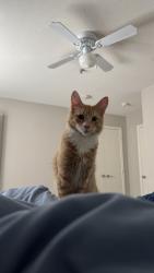 Reunited Male Cat last seen Near Hartley St, West Covina, West Covina, CA 91790