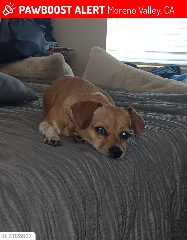 Lost Female Dog last seen Sunny mead, Moreno Valley, CA 92553