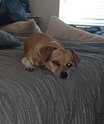 Lost Female Dog last seen Sunny mead, Moreno Valley, CA 92553