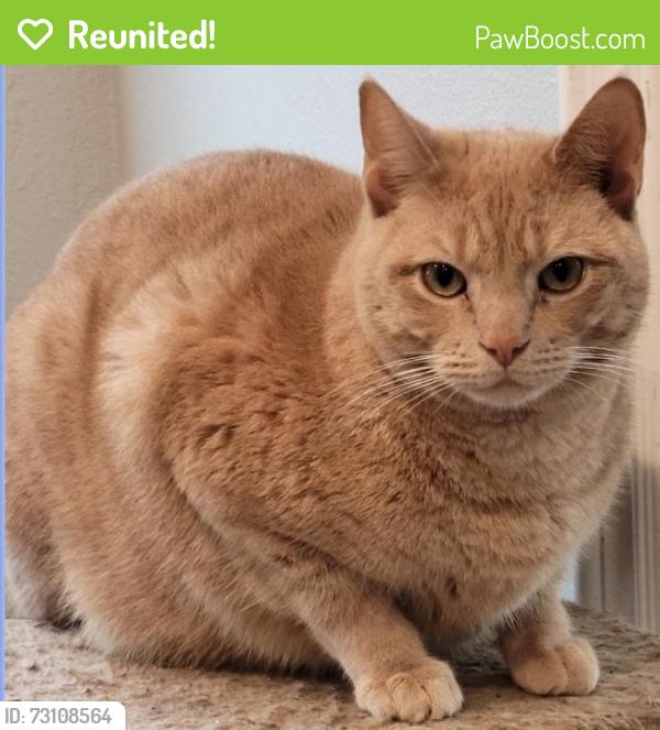 Reunited Male Cat last seen 20th and Ocean park, Santa Monica, CA 90405