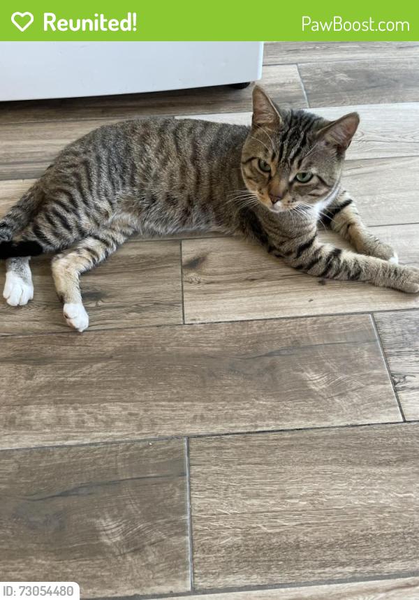 Reunited Male Cat last seen Whitten St, Boston, MA 02122