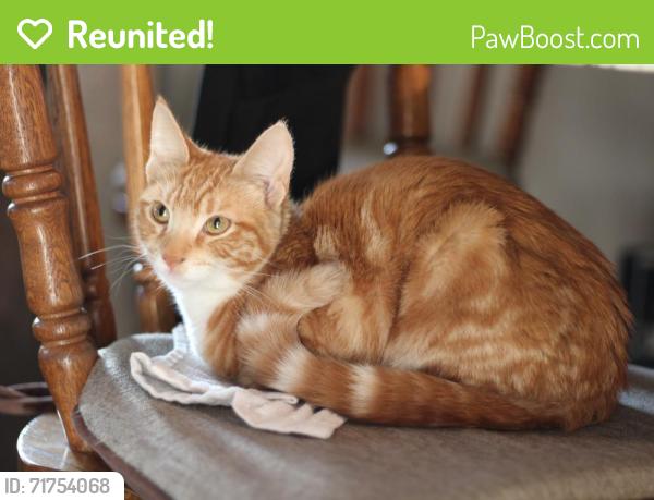 Reunited Female Cat last seen Penitencia creek rd and dorel Dr, San Jose, CA 95132