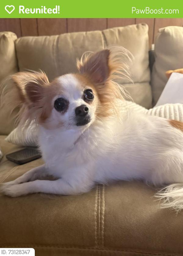 Reunited Female Dog last seen Federal and Dartmouth, Denver, CO 80236