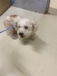 Shelter Stray Female Dog last seen Near BLOCK SAN BENITO DR, 1950 Stevenson Blvd, Fremont, CA 94538, USA