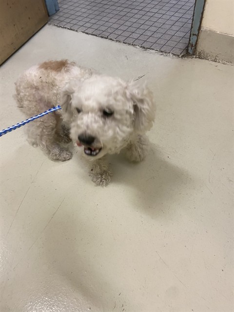 Shelter Stray Female Dog last seen Near BLOCK SAN BENITO DR, 1950 Stevenson Blvd, Fremont, CA 94538, USA
