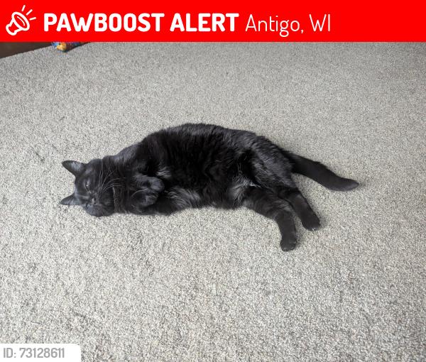 Lost Female Cat last seen Arctic ave, Antigo, WI 54409