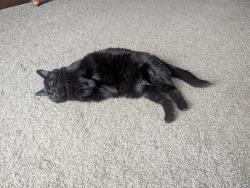 Lost Female Cat last seen Arctic ave, Antigo, WI 54409