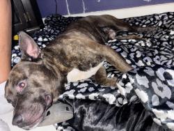 Reunited Male Dog last seen Taco Bell across Rosie’s casino, Richmond, VA 23225