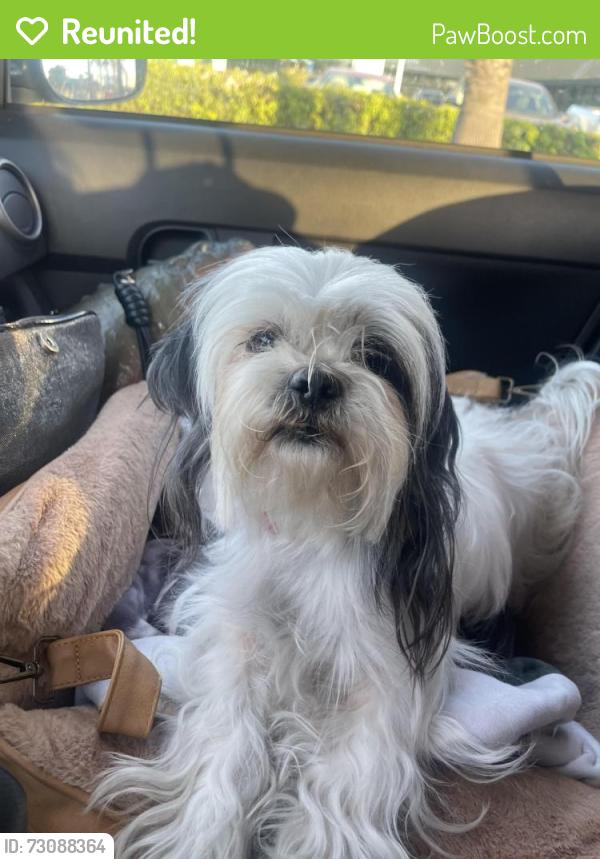 Reunited Female Dog last seen Cypress and Division, Los Angeles, CA 90065