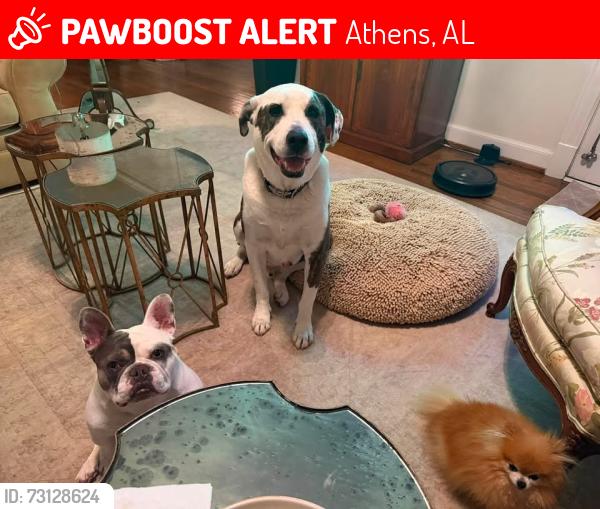 Lost Male Dog last seen Athens square, Athens, AL 35611