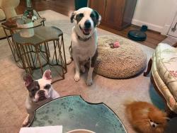 Lost Male Dog last seen Athens square, Athens, AL 35611