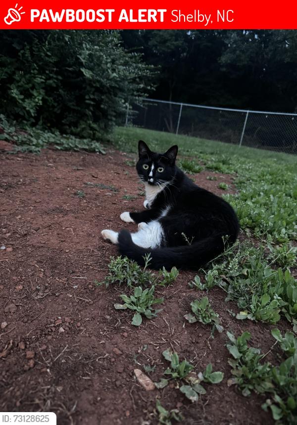 Lost Female Cat last seen Shelby high school, Shelby, NC 28152