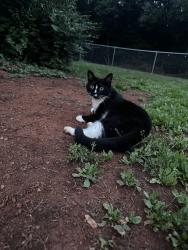 Lost Female Cat last seen Shelby high school, Shelby, NC 28152
