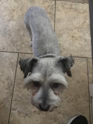 Reunited Female Dog last seen Via Vista and Wimbledon ct., Riverside, CA 92506