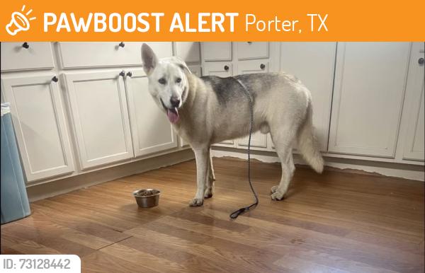 Found/Stray Male Dog last seen Forest Colony, Porter, TX 77365