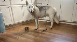 Found/Stray Male Dog last seen Forest Colony, Porter, TX 77365