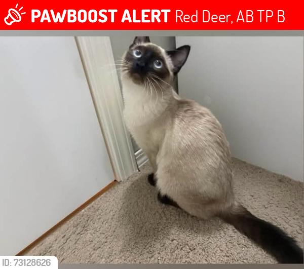 Lost Male Cat last seen Near oak drive, Red Deer, AB T4P 0B8