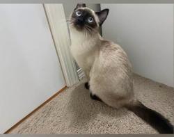 Lost Male Cat last seen Near oak drive, Red Deer, AB T4P 0B8