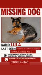 Reunited Female Dog last seen Robinson Road and Winfield Rd, near Topanga Canyon Blvd, Topanga, CA 90290