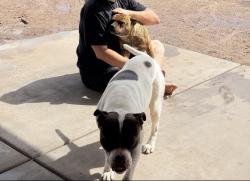 Reunited Male Dog last seen San José and san marcos, Tucson, AZ 85713