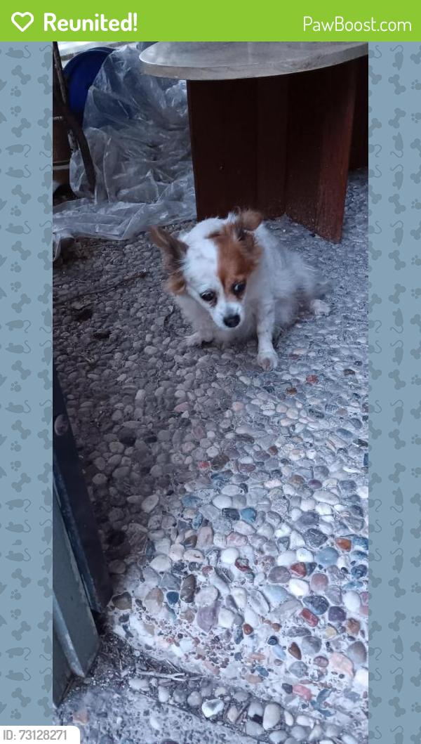 Reunited Female Dog last seen 15th and quail, McAllen, TX 78504