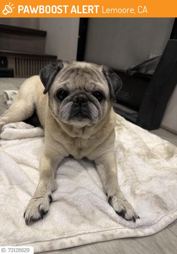 Found/Stray Unknown Dog last seen Melbourne way, Lemoore, CA 93245