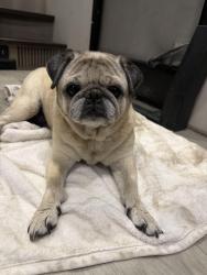 Found/Stray Unknown Dog last seen Melbourne way, Lemoore, CA 93245