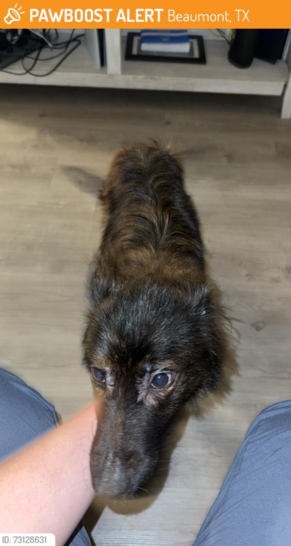 Found/Stray Male Dog last seen Major Dr, Beaumont, TX 77713